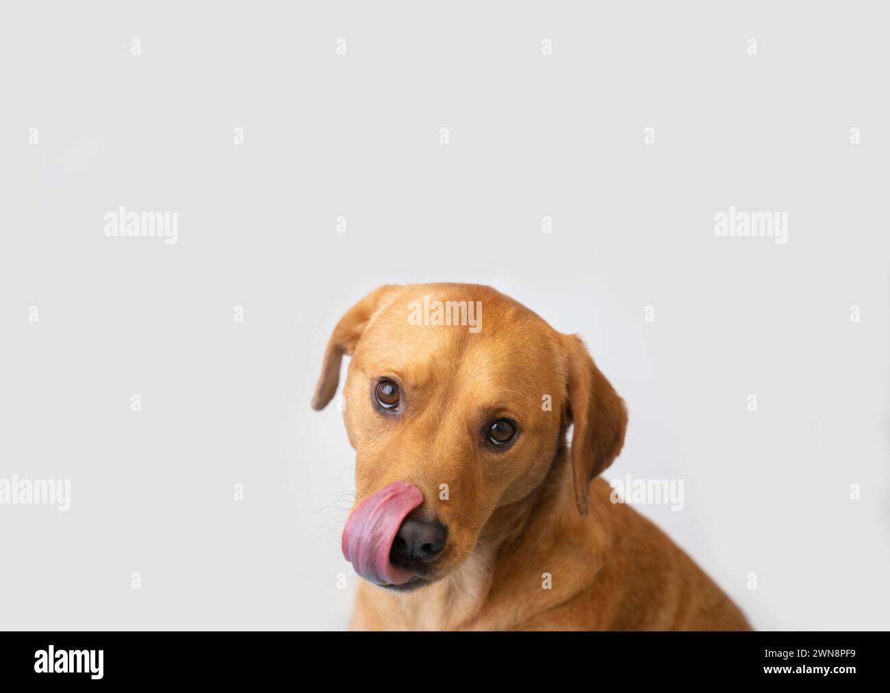 Niedlicher goldener mittelgroßer Hund, der mit der Zunge leckt Stockfoto