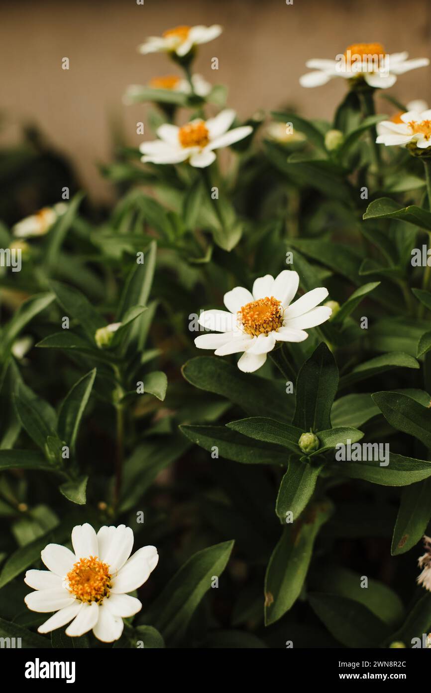 Weiße Zinnien blühen im Garten Stockfoto