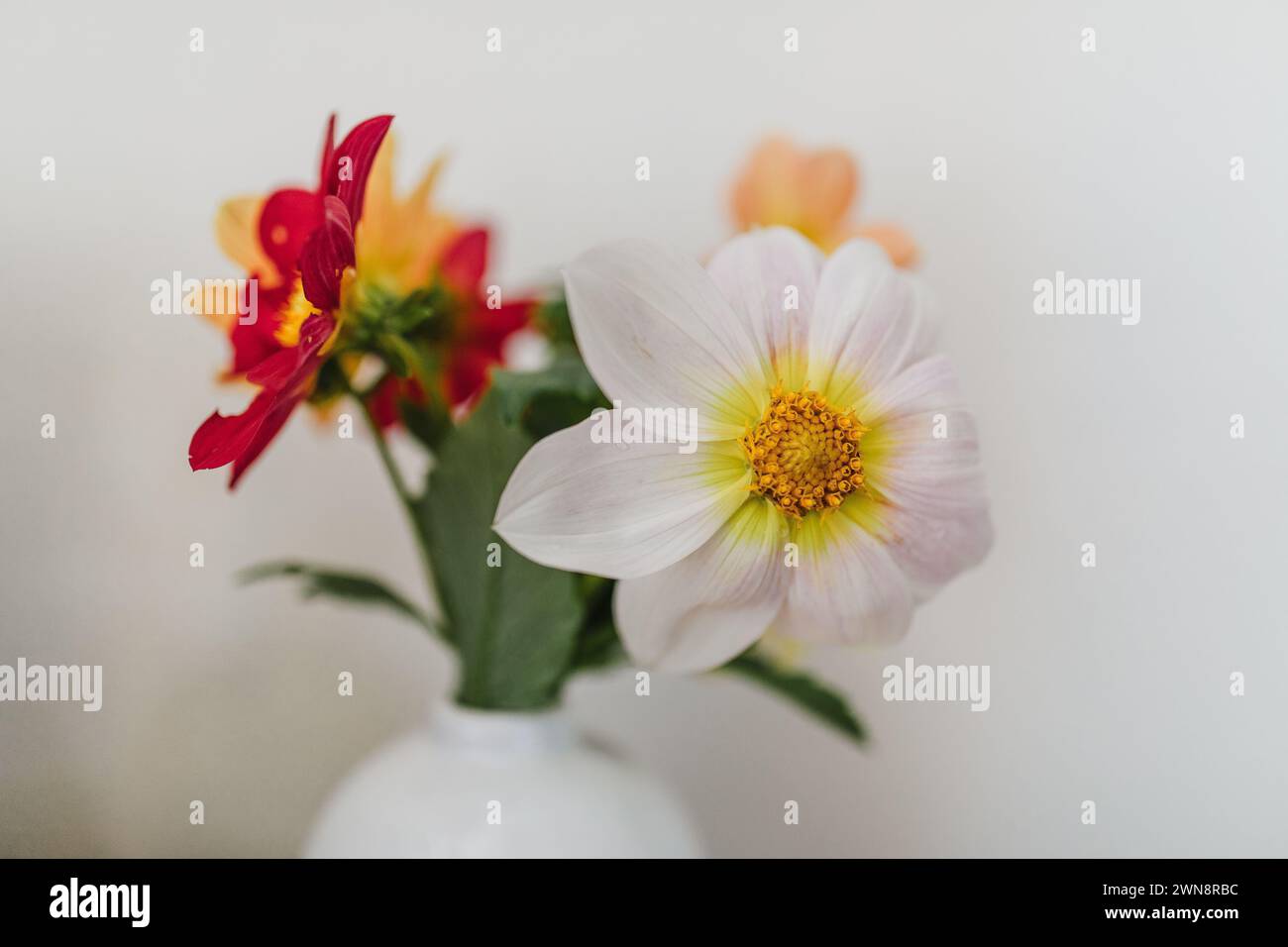Bunte Gartendahlien in kleiner weißer Vase Stockfoto