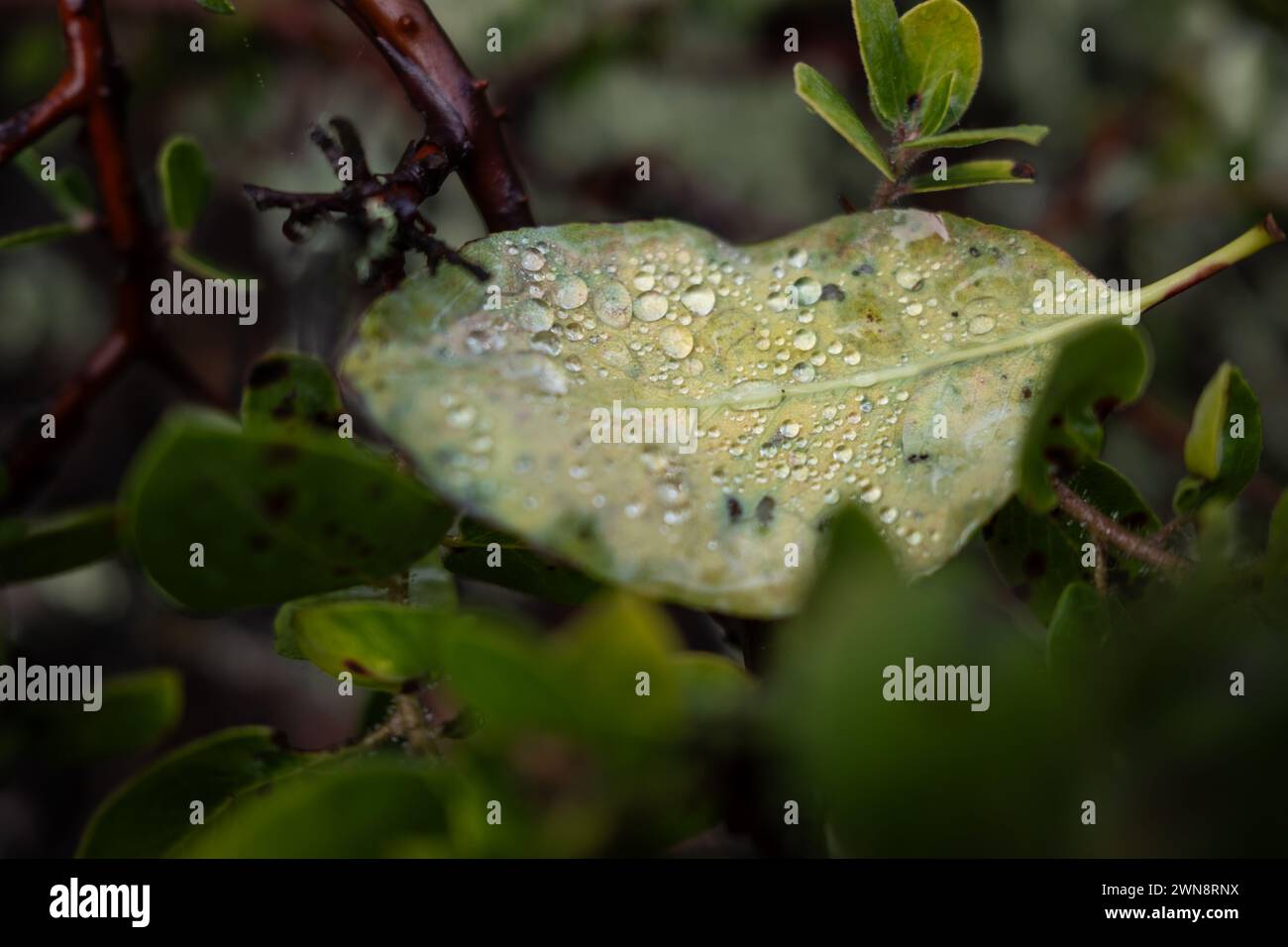 Wassertropfen sammeln sich auf gefallenen Blättern nach Regen im Wald Stockfoto