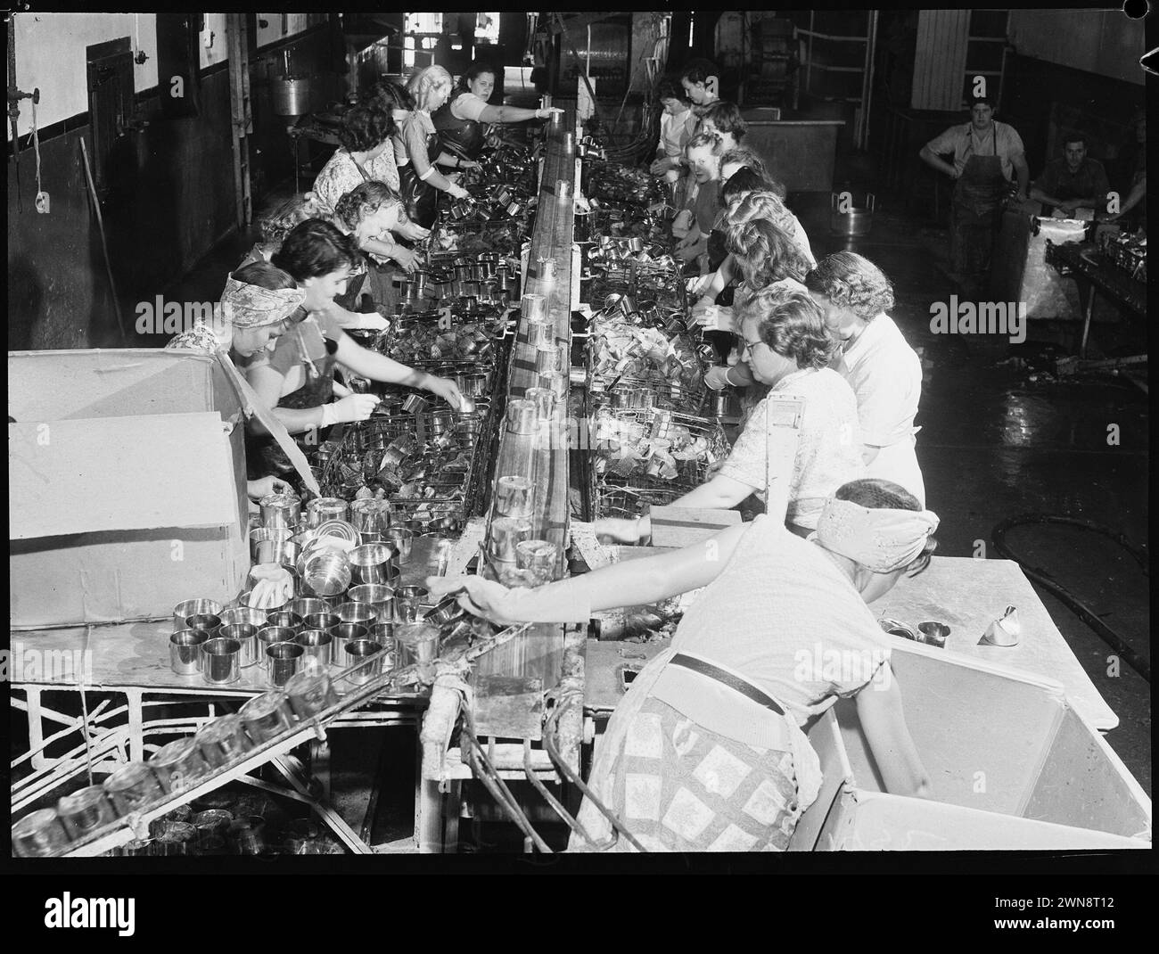 Fischkonservierung - Eden, South Coast., Austraila 1952. Frauen, die an der Produktionslinie arbeiten, Fischkonservenfabrik, Stockfoto