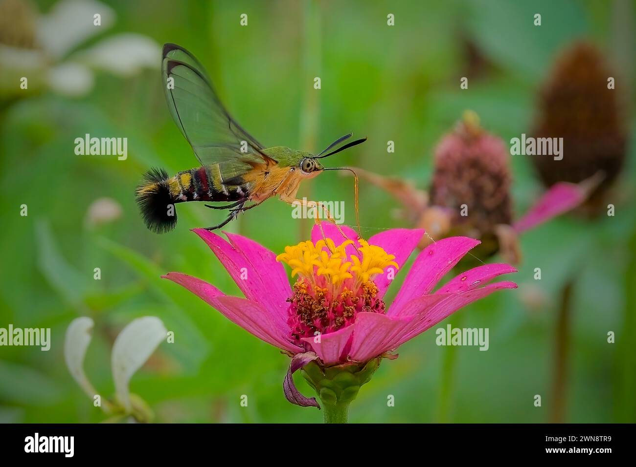 Nahaufnahme der Summmotte im Garten Stockfoto