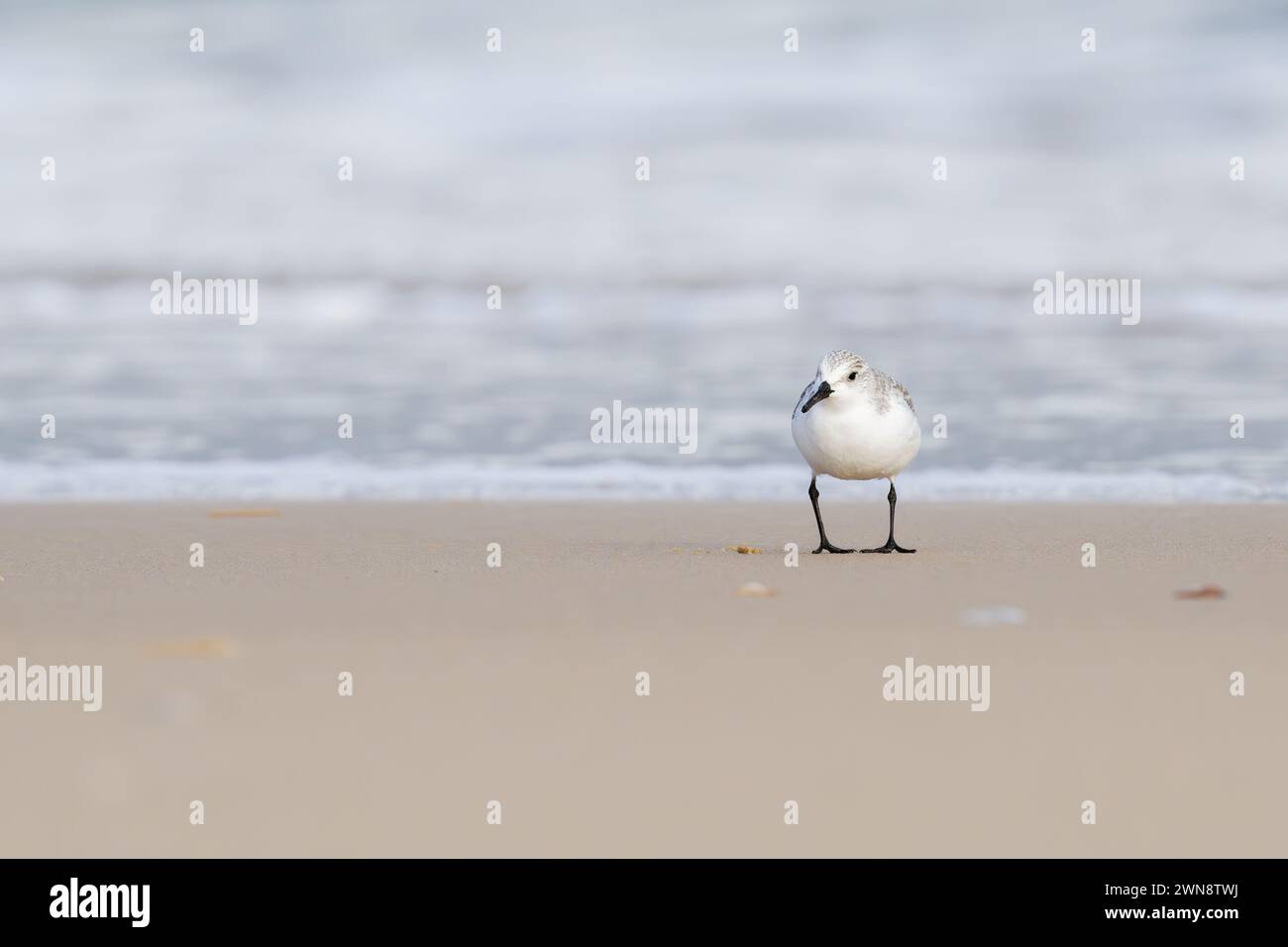 Sanderling entlang Shell Bay, Studland Stockfoto