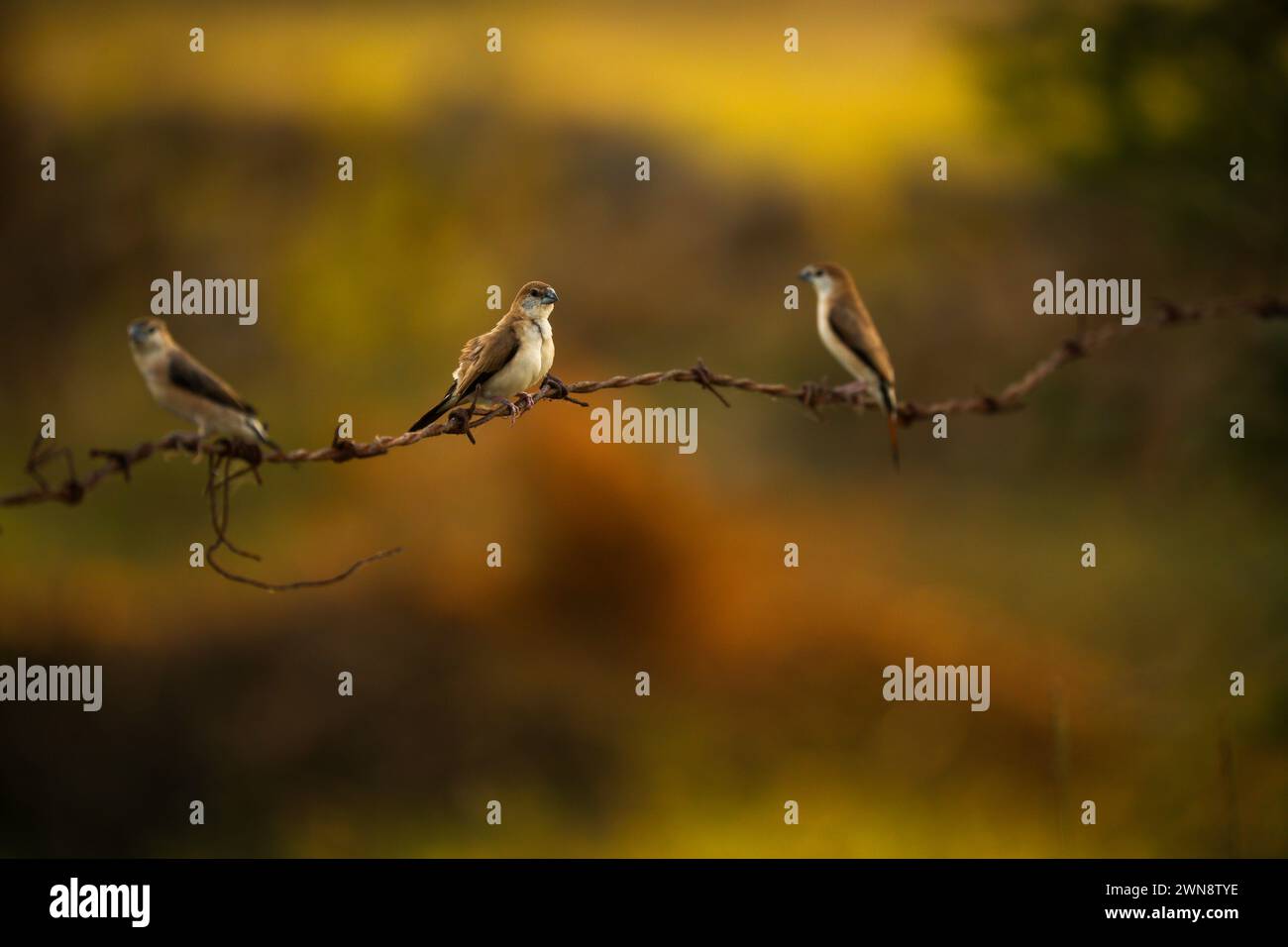 Die indischen Silberschnabelvögel auf Draht mit verschwommenem Hintergrund Stockfoto