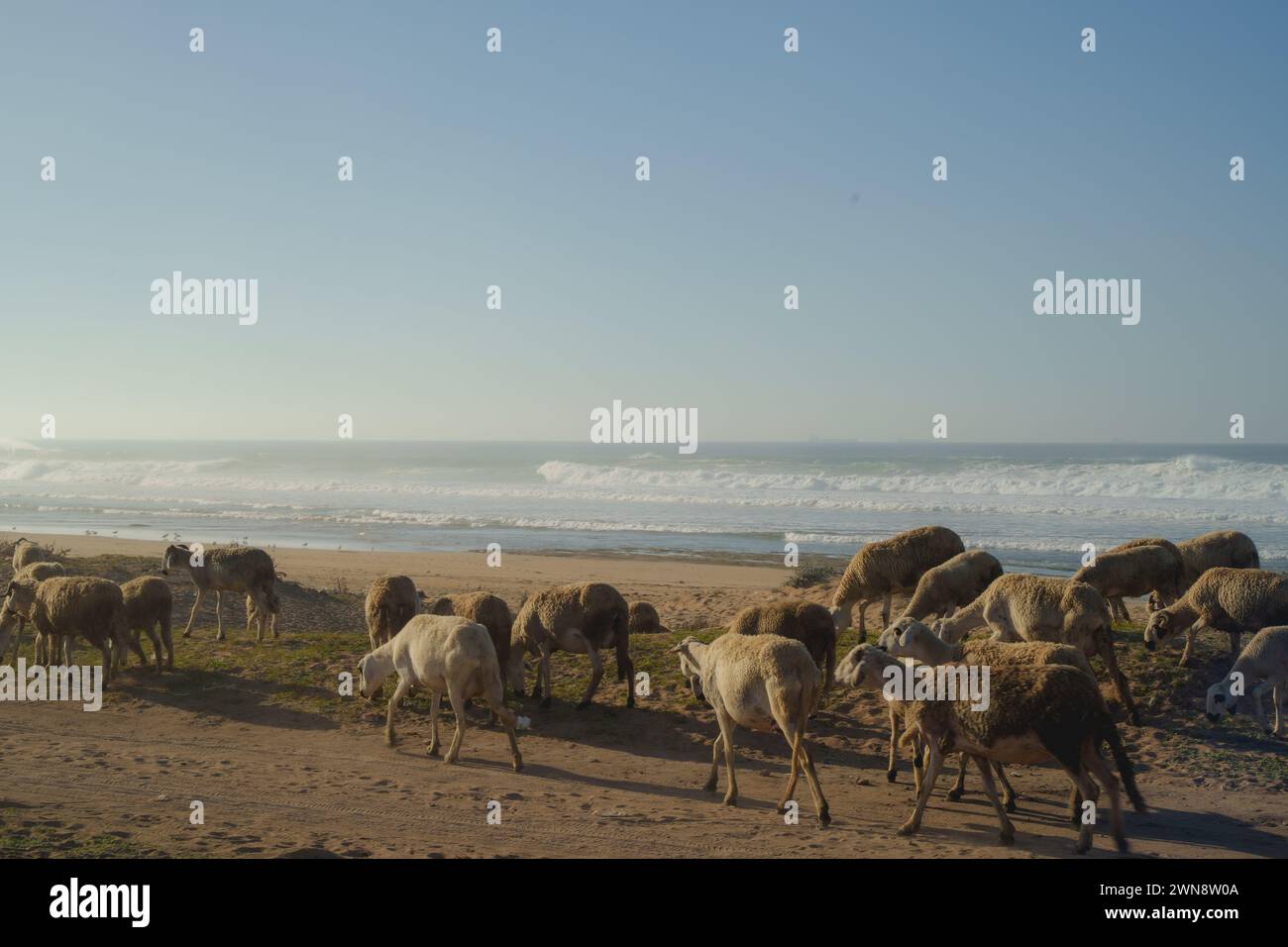 Schafe schwärmen am Strand, schwere Wellen im Hintergrund Stockfoto