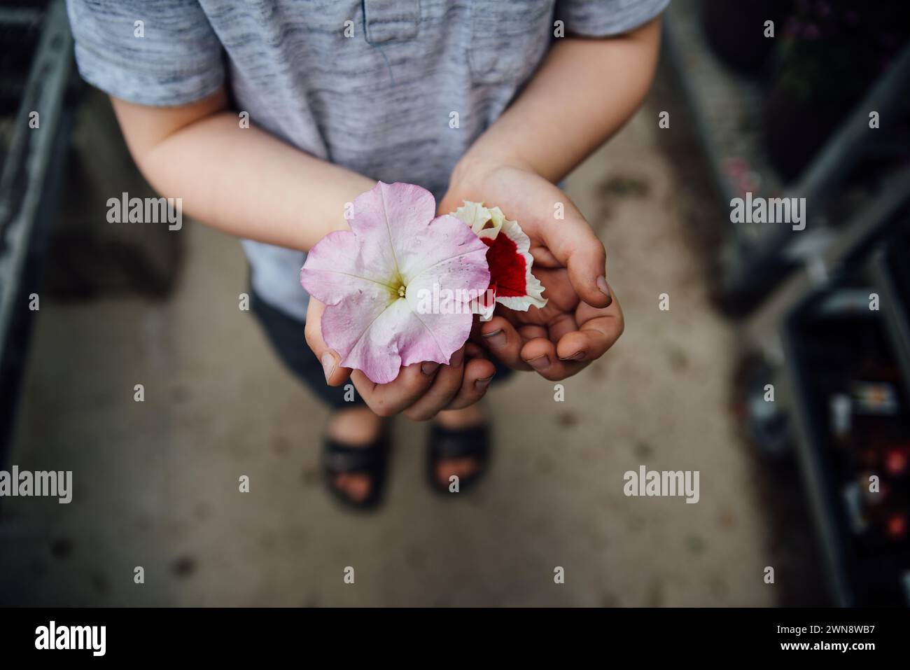 Detailansicht der Blumen, die von einem kleinen Kind mit schmutzigen Händen gehalten werden. Stockfoto