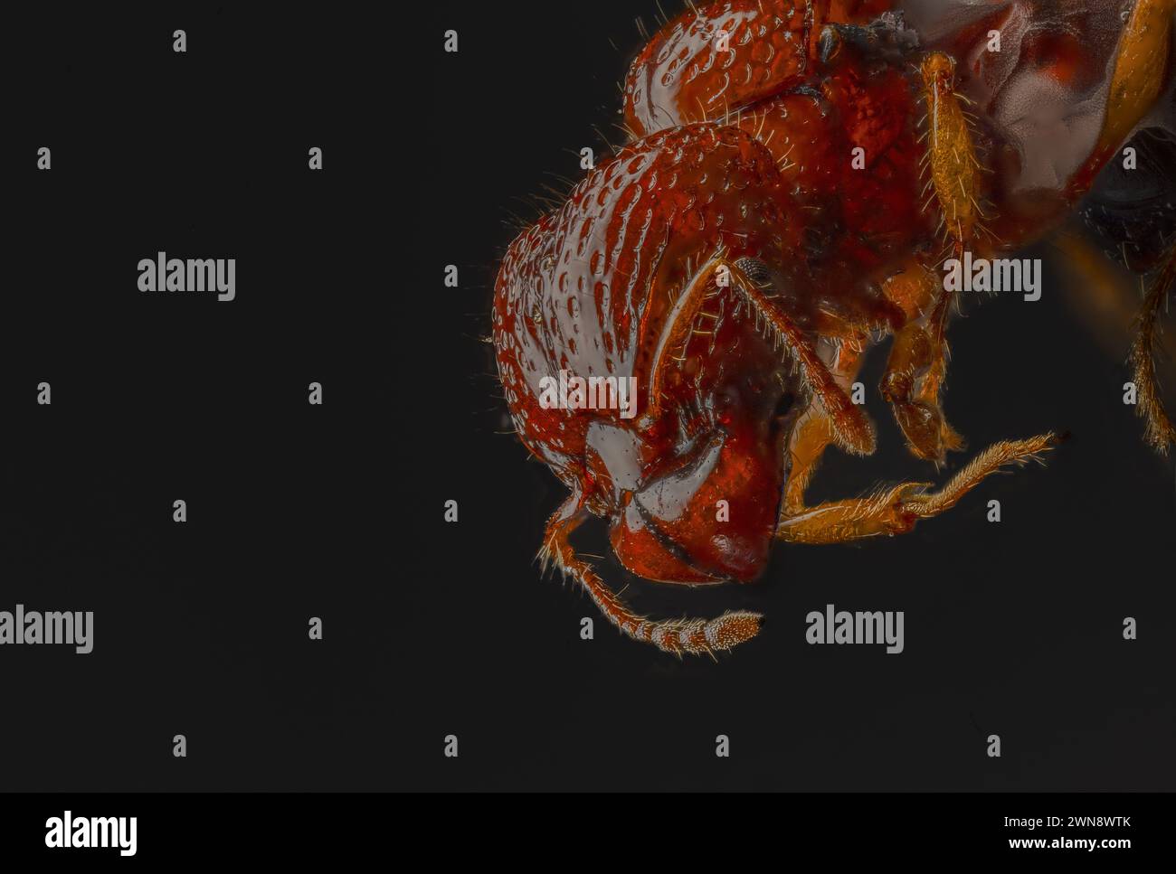 Diese bemerkenswerten Bilder lassen die Ameise aussehen wie ein ERDBEERPARK WORCESTER, ENGLAND SIE sehen aus wie KI-Bilder, aber diese faszinierenden Minimonsterbilder A Stockfoto