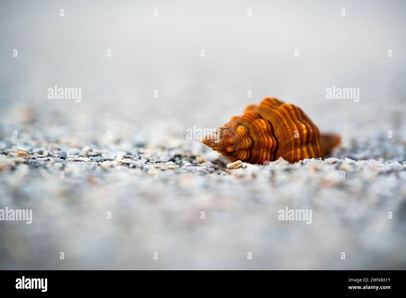 Orangefarbene Muschel am Strand mit geringer Tiefe des Feldes Stockfoto