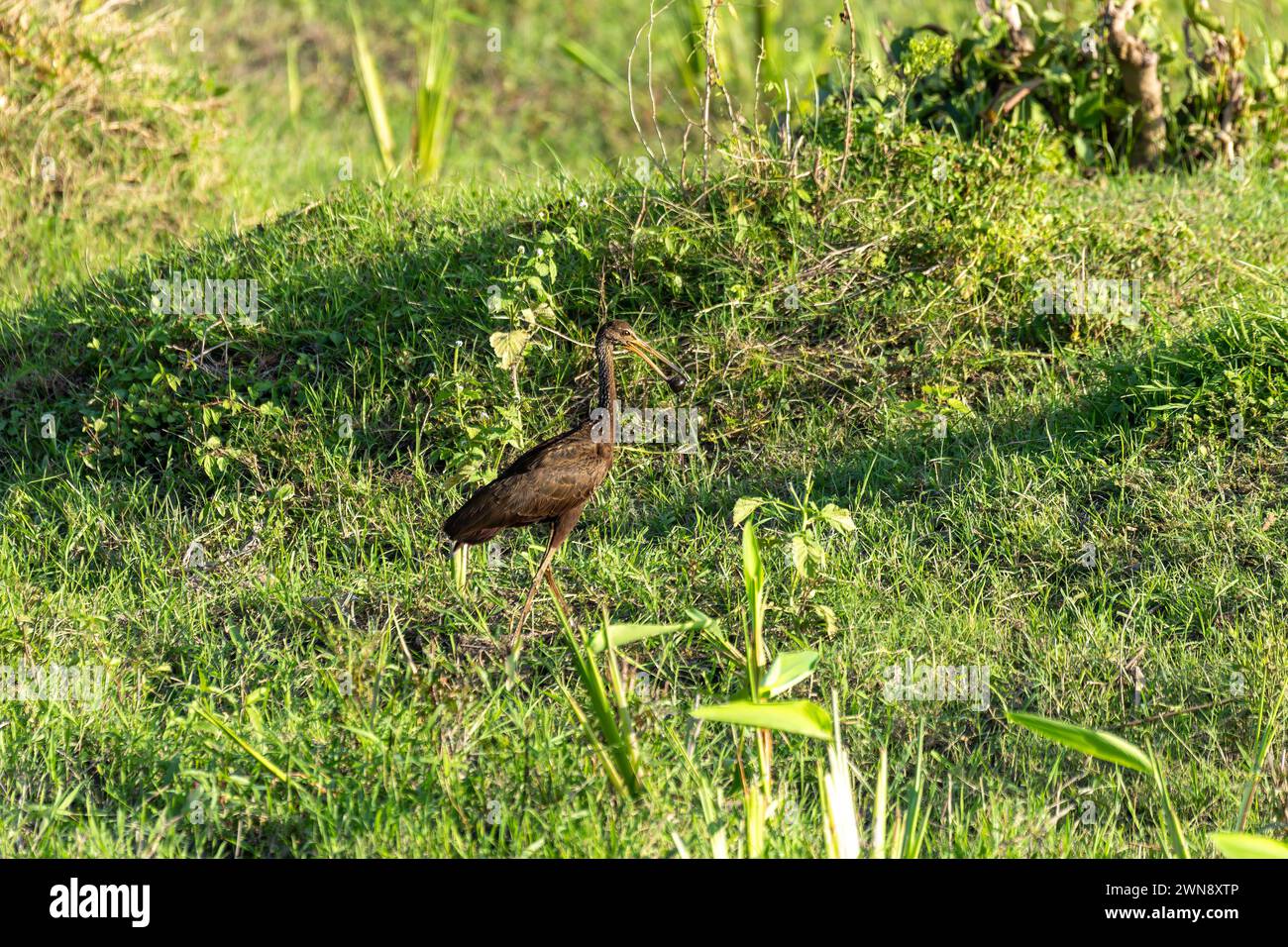 Limpkin (Aramus guarauna), auch Carrao, Courlan und Weinen Vogel genannt, ist ein großer Watvogel. Magdalena Fluss, Wildtiere und Vogelbeobachtung in Colombi Stockfoto
