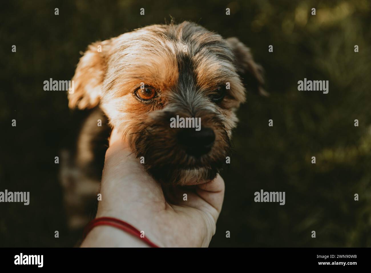 Sanfte Hand hält einen kleinen braunen und schwarzen Hund im Freien während Sonnenuntergang Stockfoto
