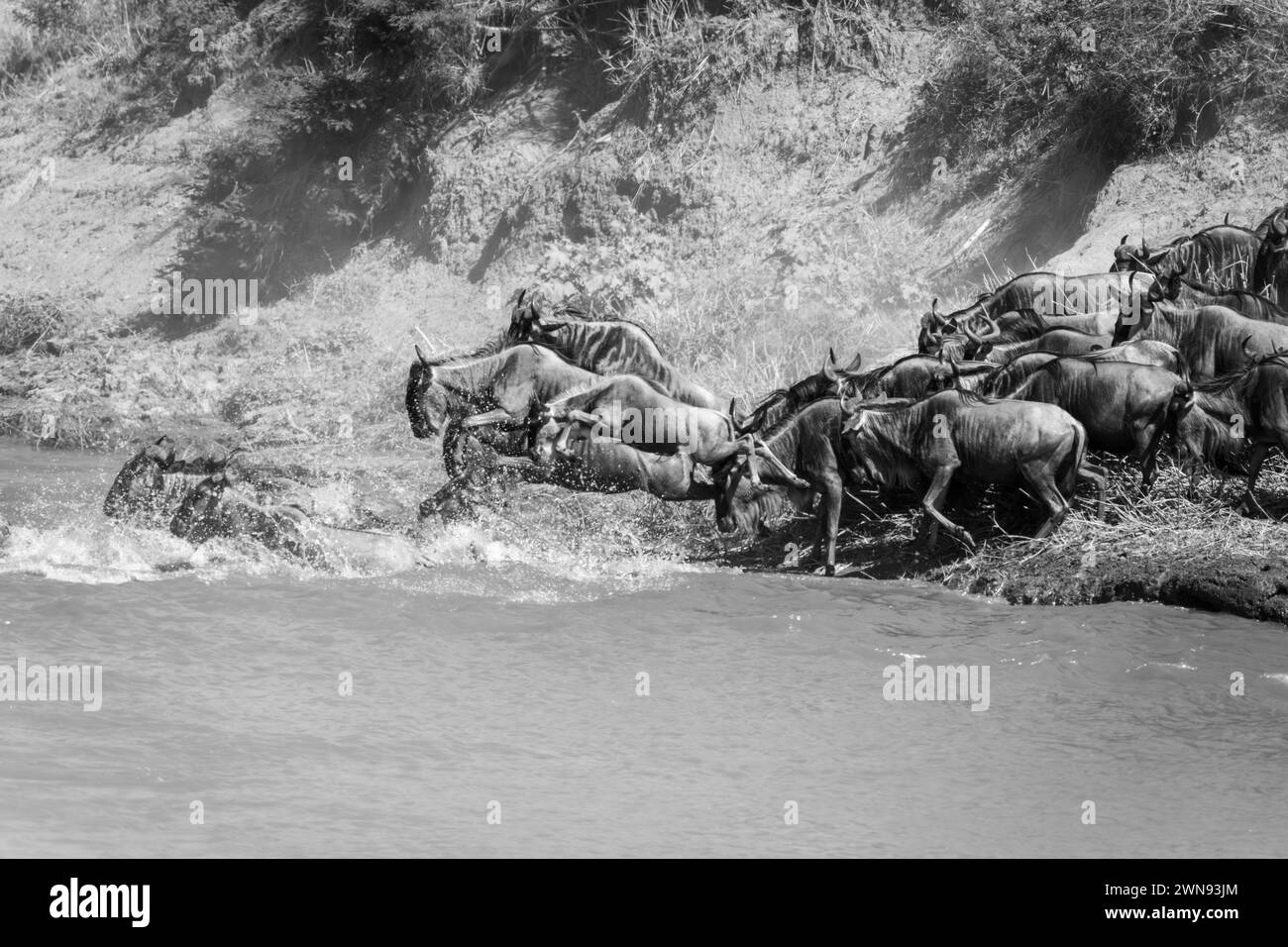 Mono-Gnus springt mit anderen in den Fluss Stockfoto