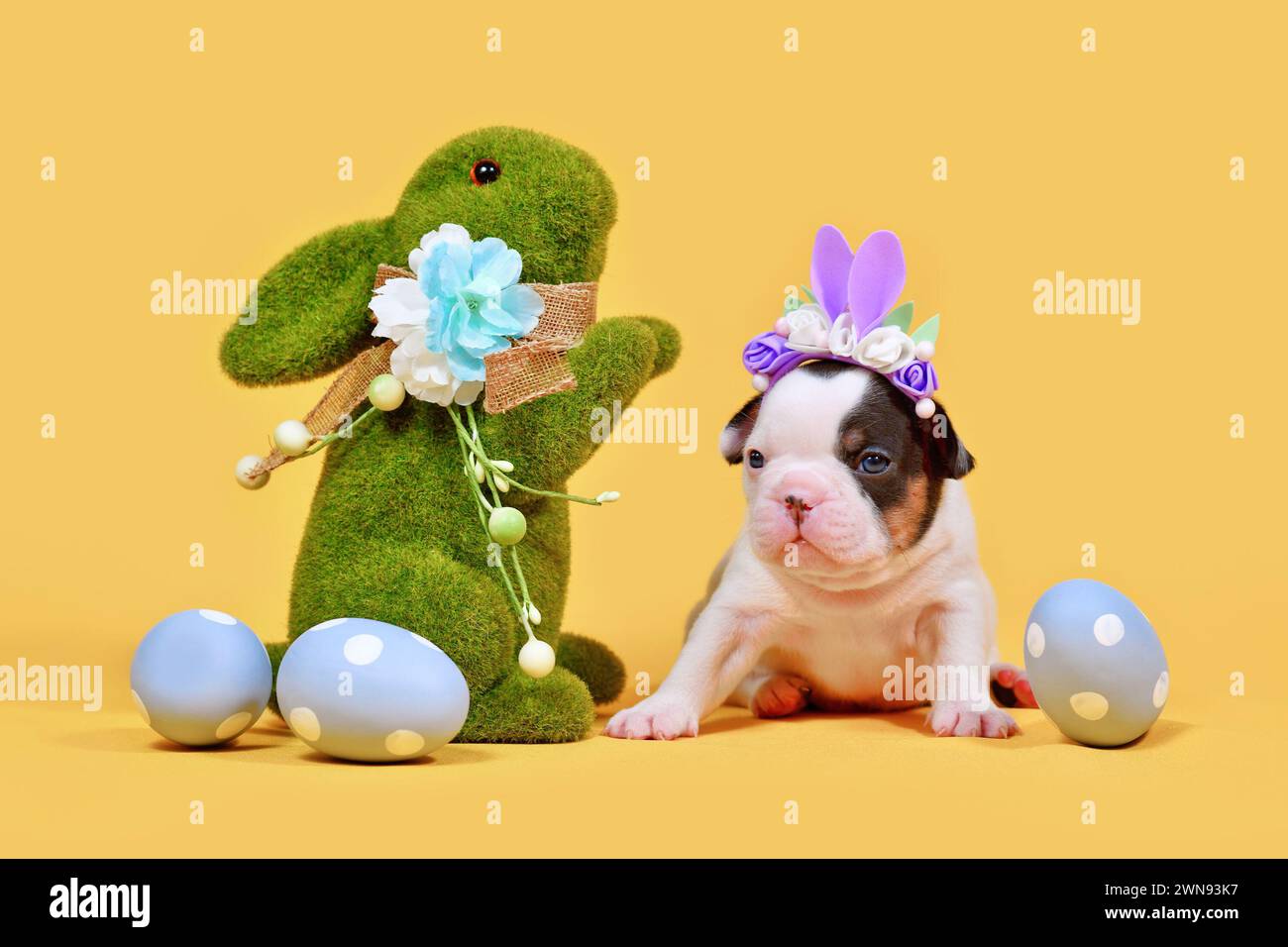 Tan Pied französischer Bulldog Hund Welpe mit Osterhasenohren, bemalten Eiern und Grashase auf gelbem Hintergrund Stockfoto