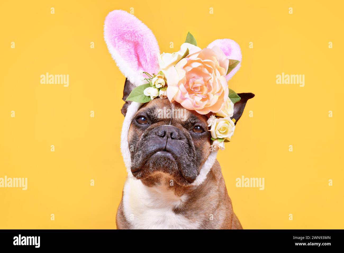 Niedlicher französischer Bulldog Hund trägt rosa Osterhase Kostüm Ohren Stirnband mit Rosenblumen auf gelbem Hintergrund Stockfoto