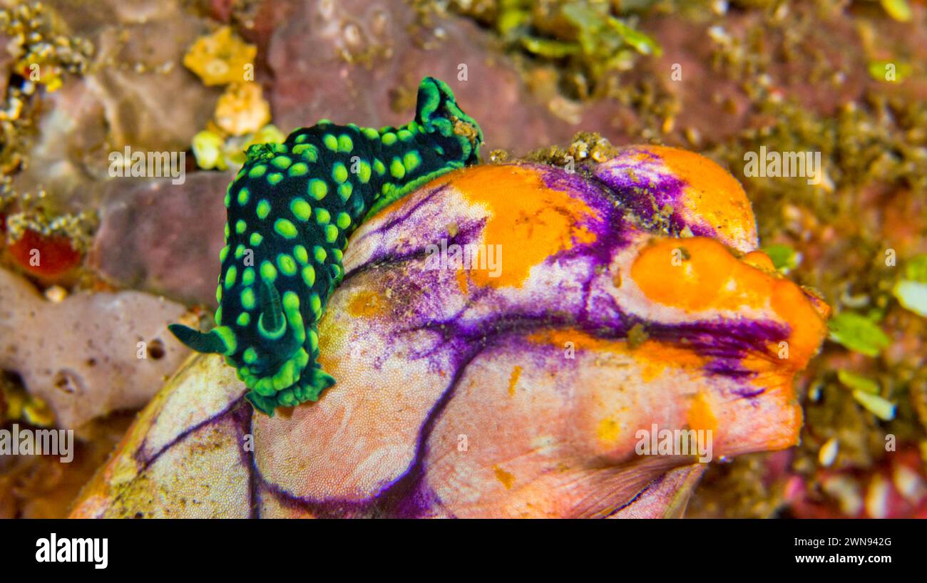 Kamm Nembrotha Sea Slug, Nembrotha cristata, Riffbaukorallen, Korallenriff, Bunaken National Marine Park, Bunaken, Nord-Sulawesi, Indonesien, AS Stockfoto