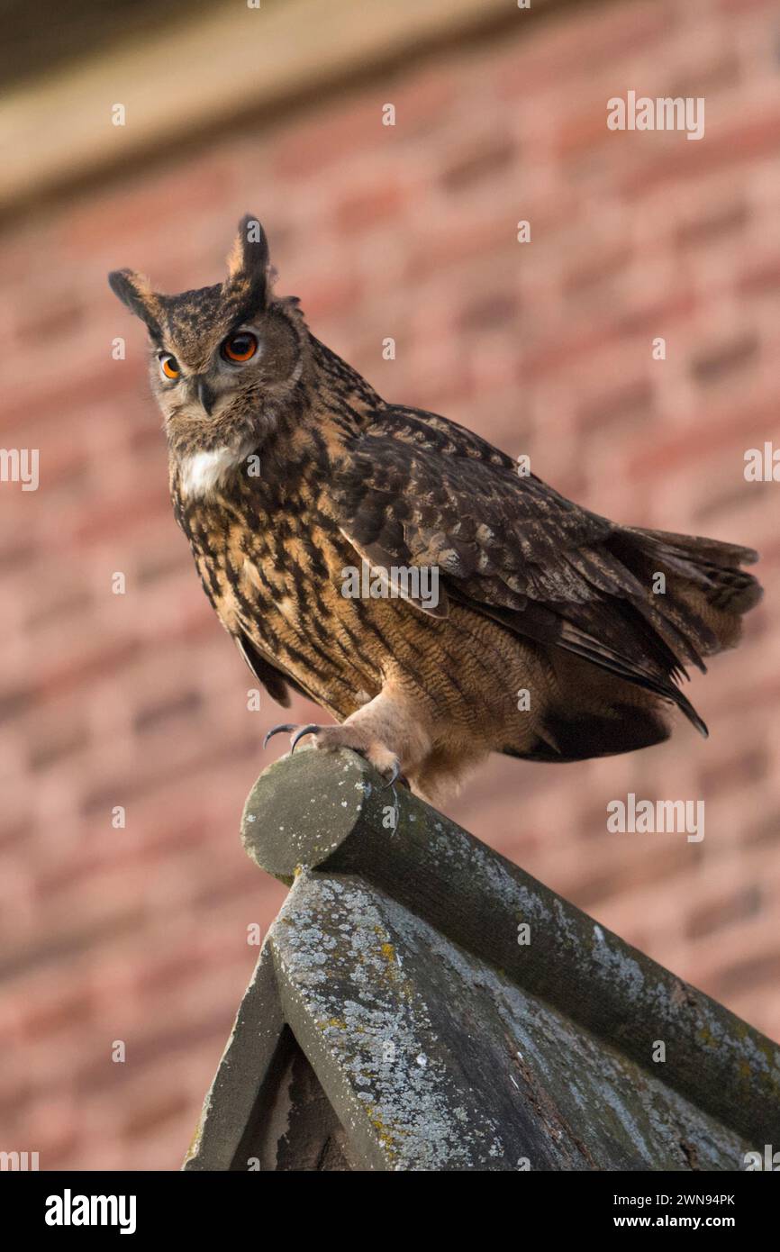 Uhu ( Bubo bubo ) erwachsener Mann, sitzend, auf einem Kirchendach, in städtischer Umgebung, Höhlen, Seitenansicht, Tierwelt, Europa. Stockfoto