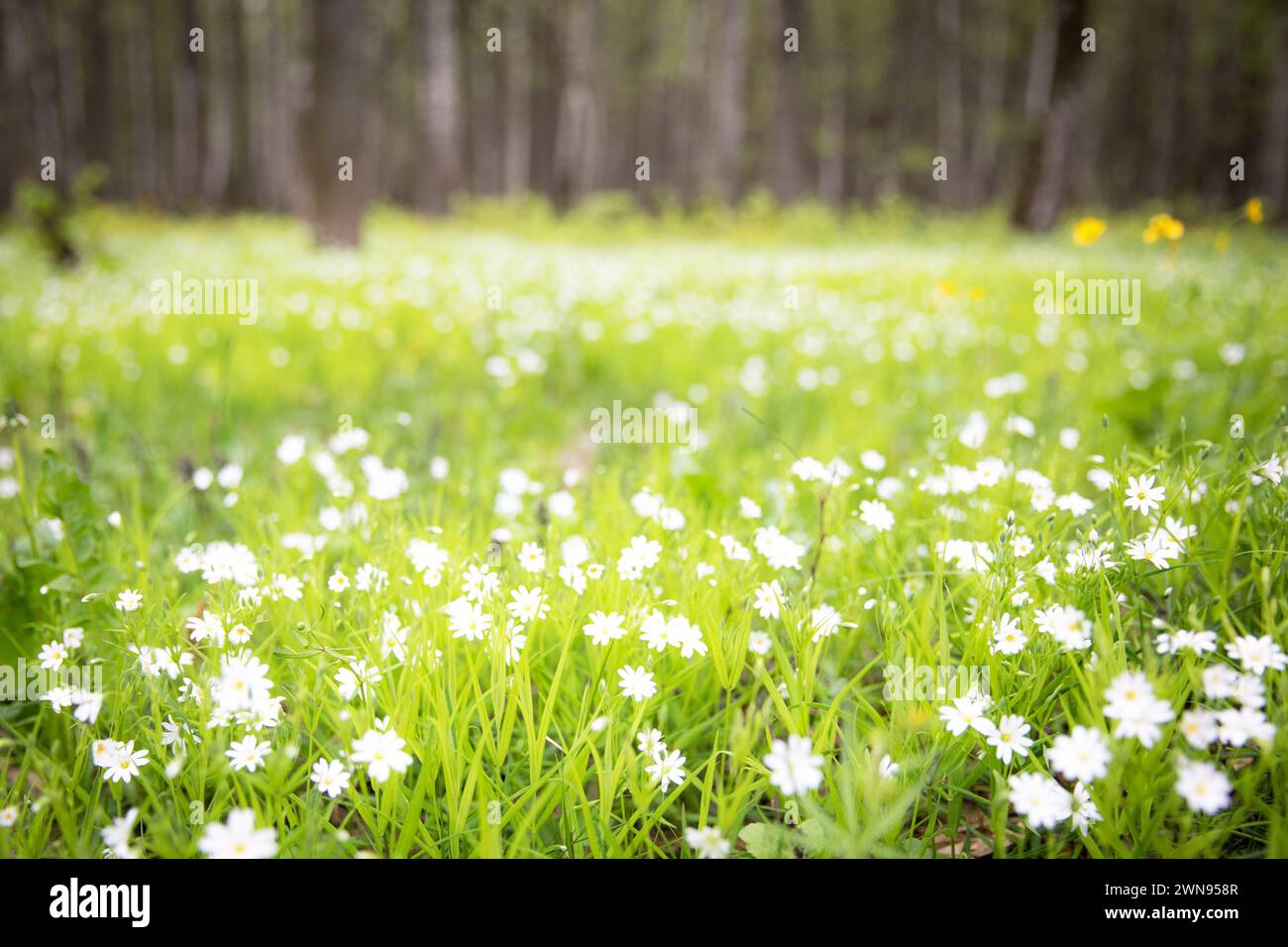 Hintergrund mit einer sonnigen grünen Waldlichtung mit weißen Kerzen und kleinen Blumen. Stockfoto