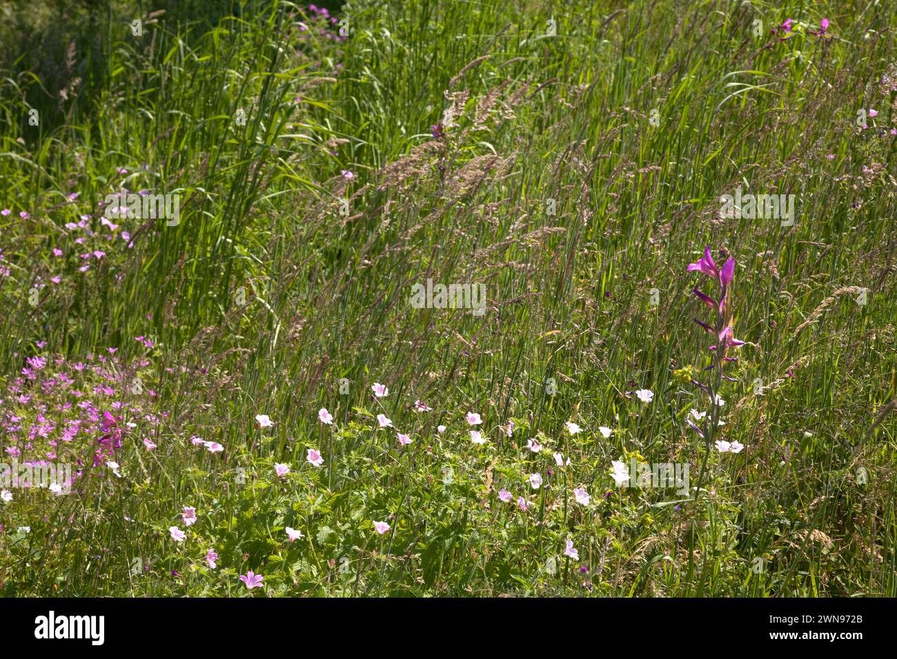 gladiolus italicus wächst zwischen Gräsern und kleinen Blumen wisley surrey england Stockfoto