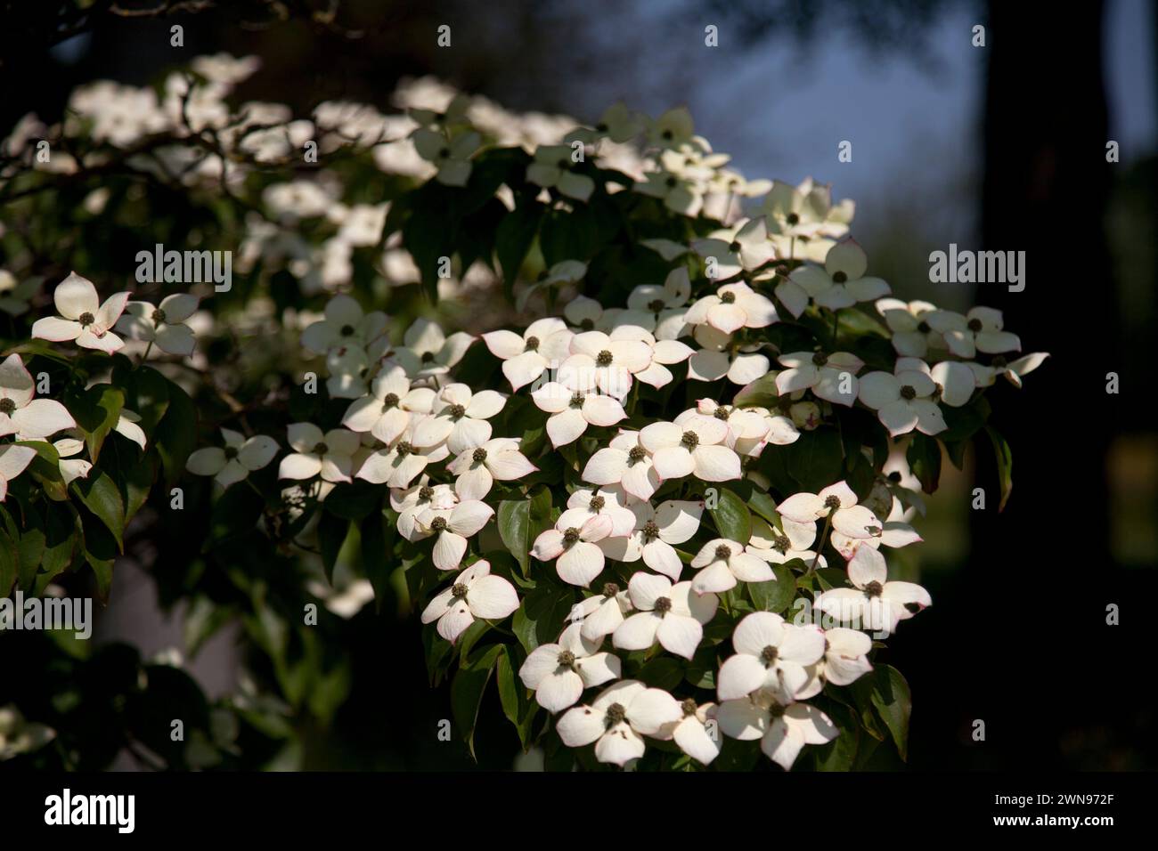Blühender Hartholz wächst wisley surrey england Stockfoto