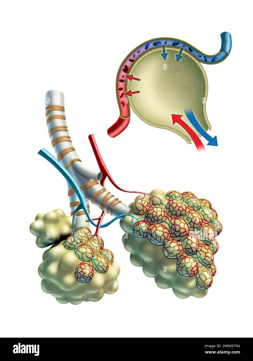 Anatomische Darstellung einiger Pulmonalveolen und des Gasaustausches in ihnen. Digitale Illustration. Stockfoto