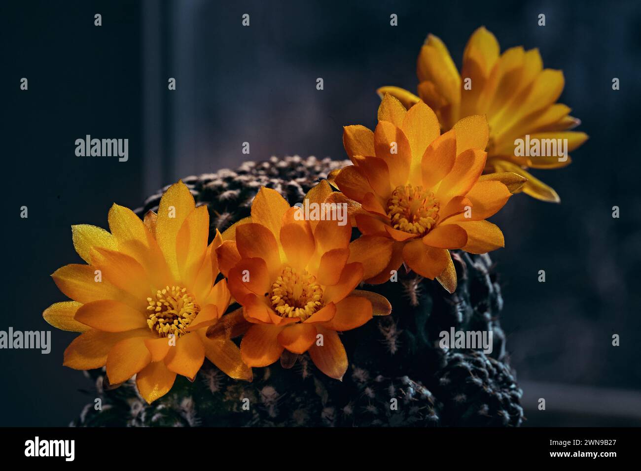 Blühende Rebutia Fiebrigii. Densiseta cactus. Clouse-up-Foto. Stockfoto