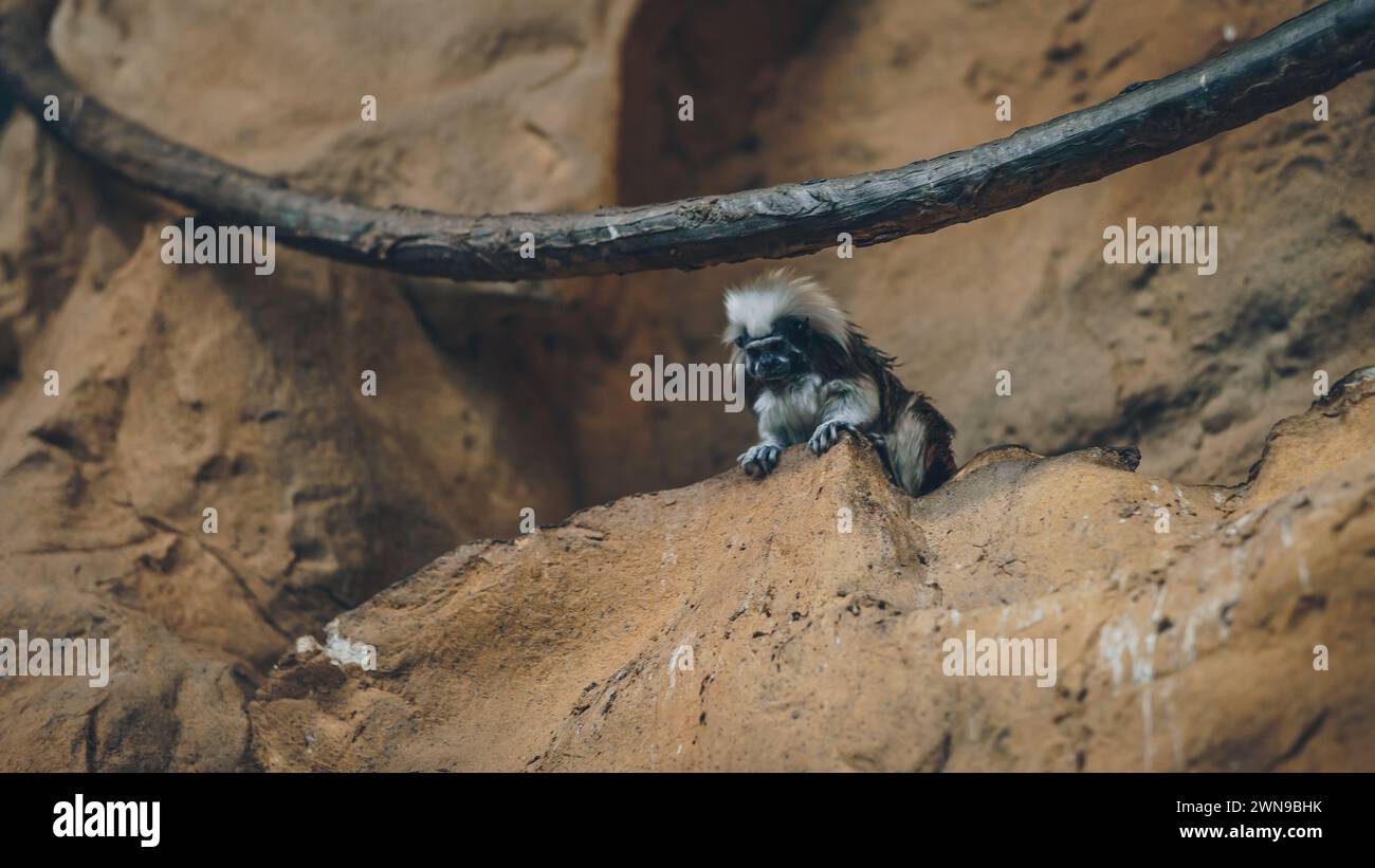 Aufnahme eines kleinen Tamarin-Affen mit Baumwollspitze in natürlichen Lebensräumen Stockfoto