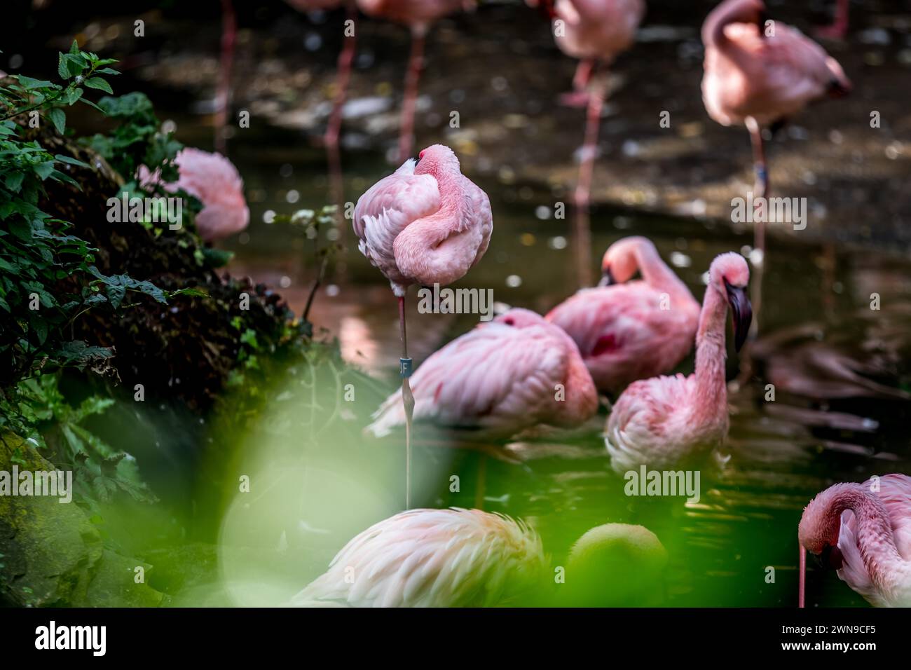 Eine Gruppe von Flamingos steht im Wasser mit Reflexionen und einer ruhigen Atmosphäre, Flamingos (Phoenicopteridae) Stockfoto