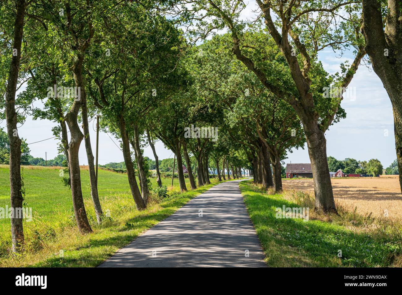 Ein friedlicher Pfad umgeben von Bäumen und Wiesen unter einem klaren blauen Himmel, Dollart, leer, Ostfriesland Stockfoto