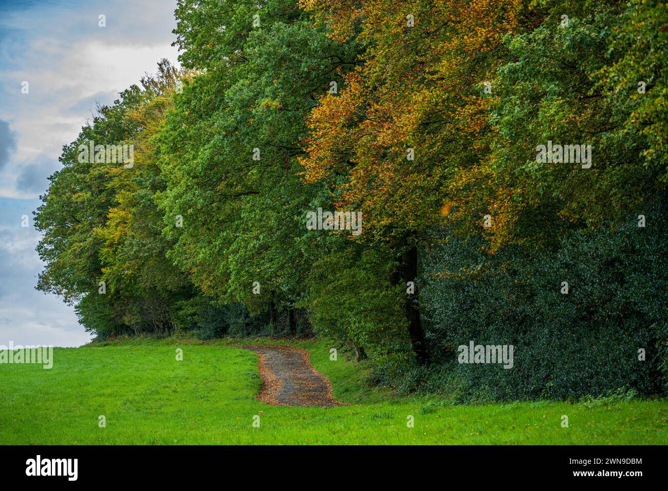 Ein malerischer Weg am Rande eines Herbstwaldes, umgeben von grünem Gras, Deilbachtal, Velbert, Mettmann, Nordrhein-Westfalen Stockfoto