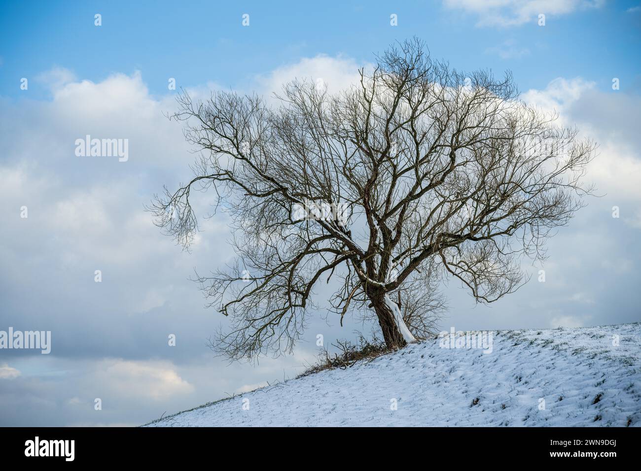 Ein einsamer Baum ohne Blätter steht auf einem schneebedeckten Hügel unter bewölktem Himmel, Eiche, Quercus, Wuelfrath, Mettmann, Bergisches Land, Norden Stockfoto