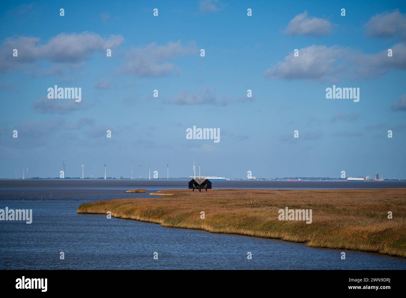 Wildtiere inmitten riesiger Schilffelder, blauem Himmel und Windturbinen am Horizont, Nieuwe Statenzijl, Groningen, Niederlande Stockfoto