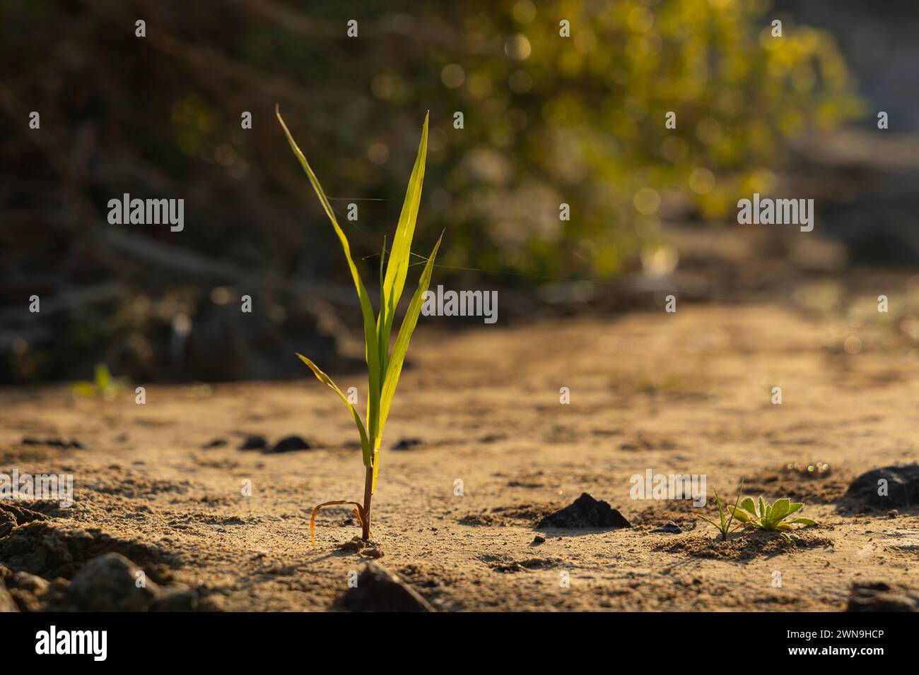 Kleine Blumen und Pflanzen aus der Oase von Dubai Stockfoto