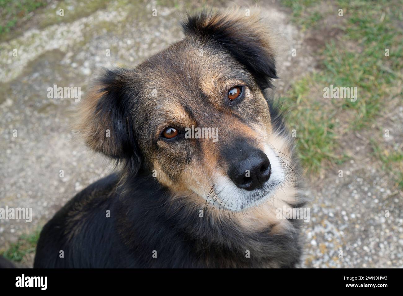 Traurig aussehender Hund, der in die Kamera schaut Stockfoto