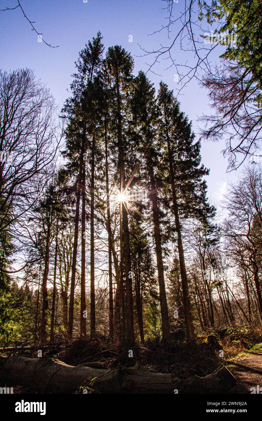 Dundee, Tayside, Schottland, Großbritannien. März 2024. Wetter in Großbritannien: Herrlicher Sonnenschein über Tayside, Temperaturen bis 10°C. Templeton Woods in Dundee bietet spektakuläre Ausblicke auf Sonnenstrahlen und Kameraflampen durch Bäume, die einzigartig geformten Bäume der Natur und Spaziergänge in der Natur. Quelle: Dundee Photographics/Alamy Live News Stockfoto