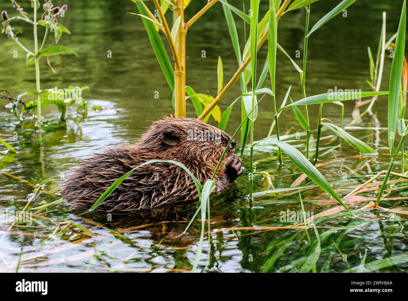 Junger Biber isst Blätter im Schilfbeet, Neuchâtel See, Schweiz Stockfoto