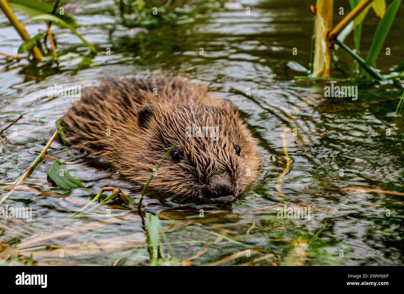 Junge Biber schwimmen im Schilfbett, See Neuchâtel, Schweiz Stockfoto