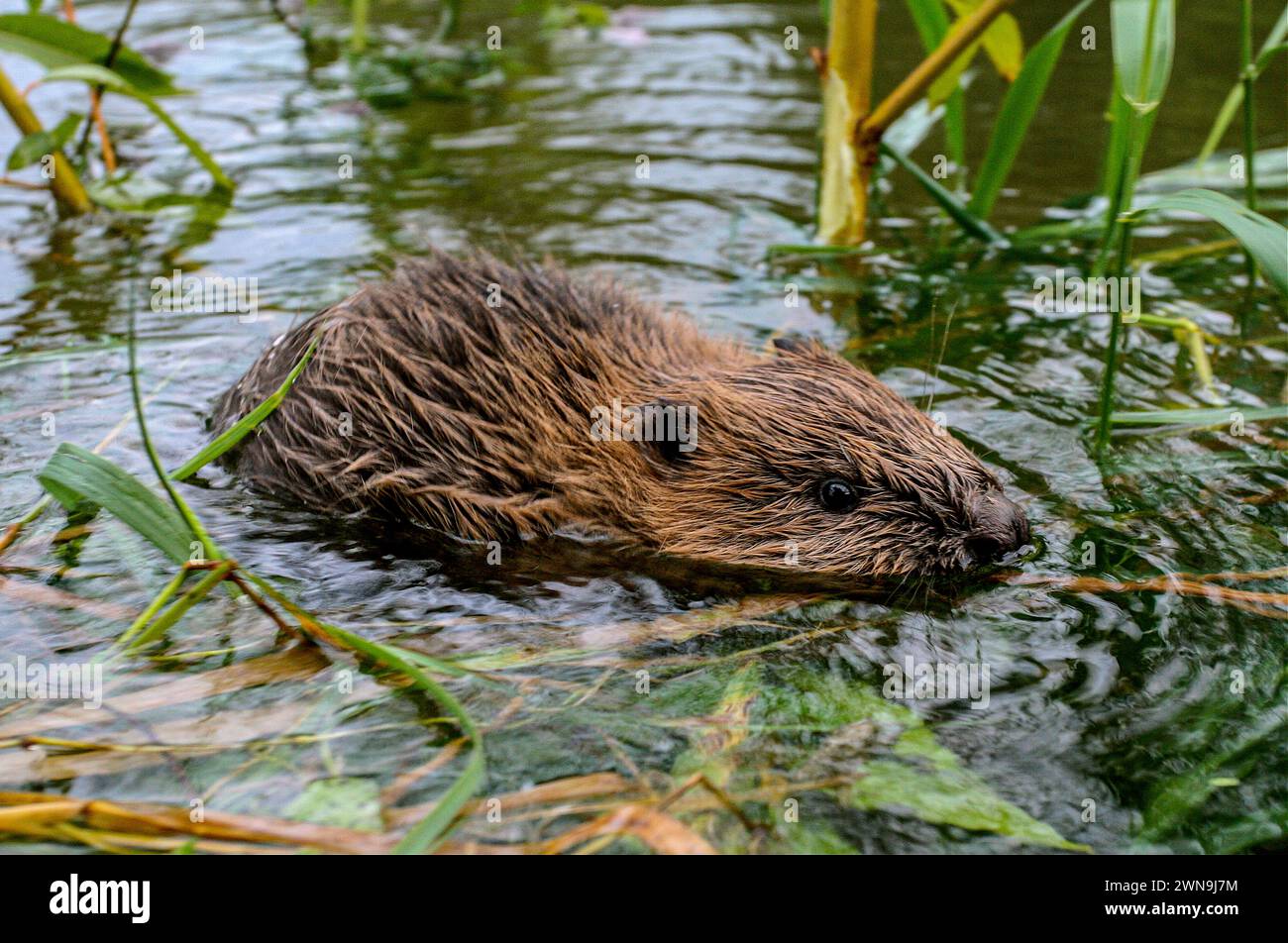 Junge Biber schwimmen im Schilfbett, See Neuchâtel, Schweiz Stockfoto