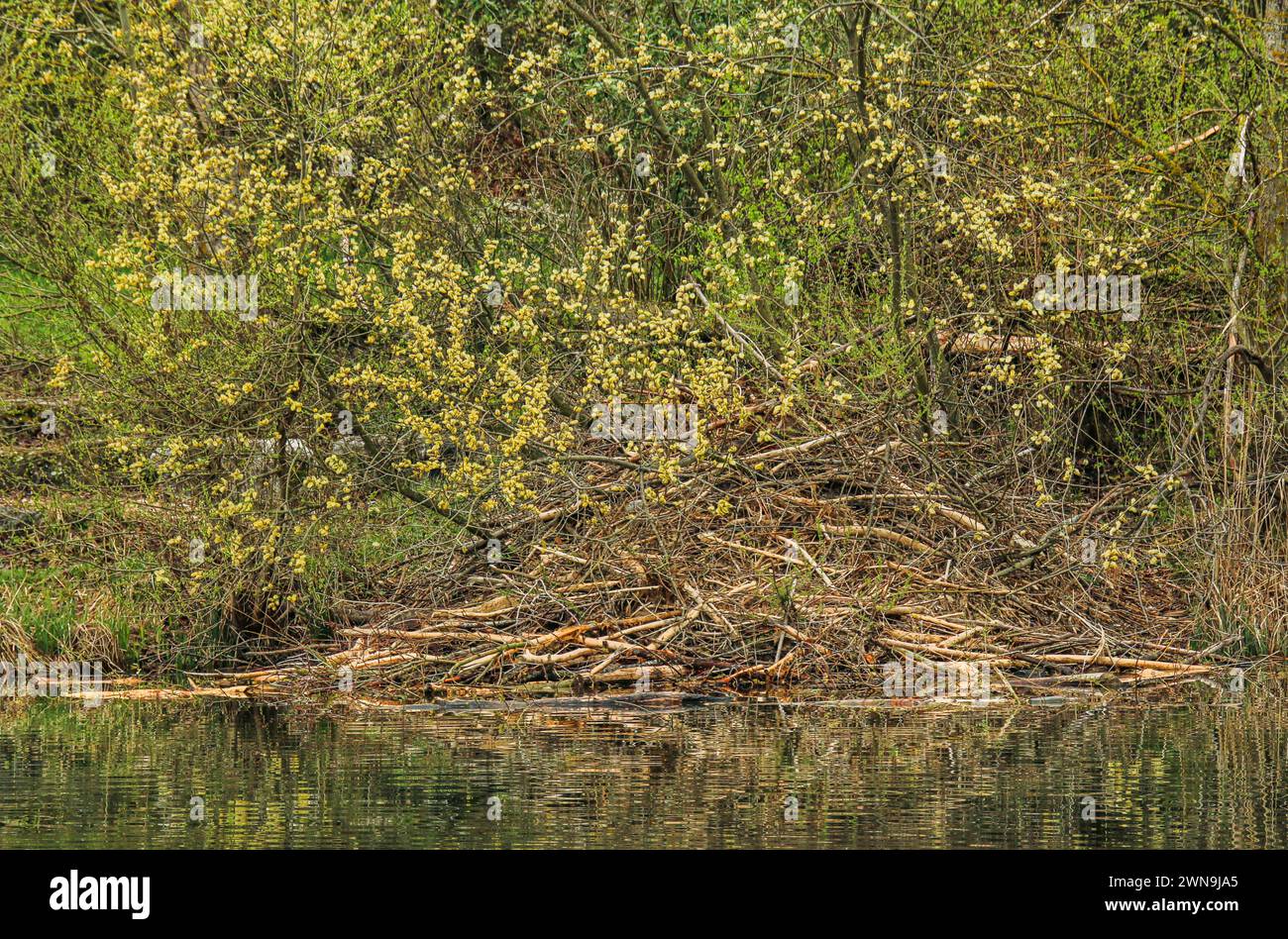 Biberhütte im Frühling unter einer Weide am Rand des Teiches in der Nähe des Neuchâtel-Sees in der Schweiz Stockfoto