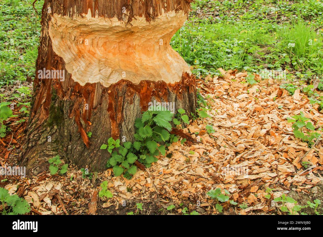 Holzspäne und Stamm, geschnitten von europäischem Biber (Castor Fiber), See Neuchâtel, Schweiz Stockfoto