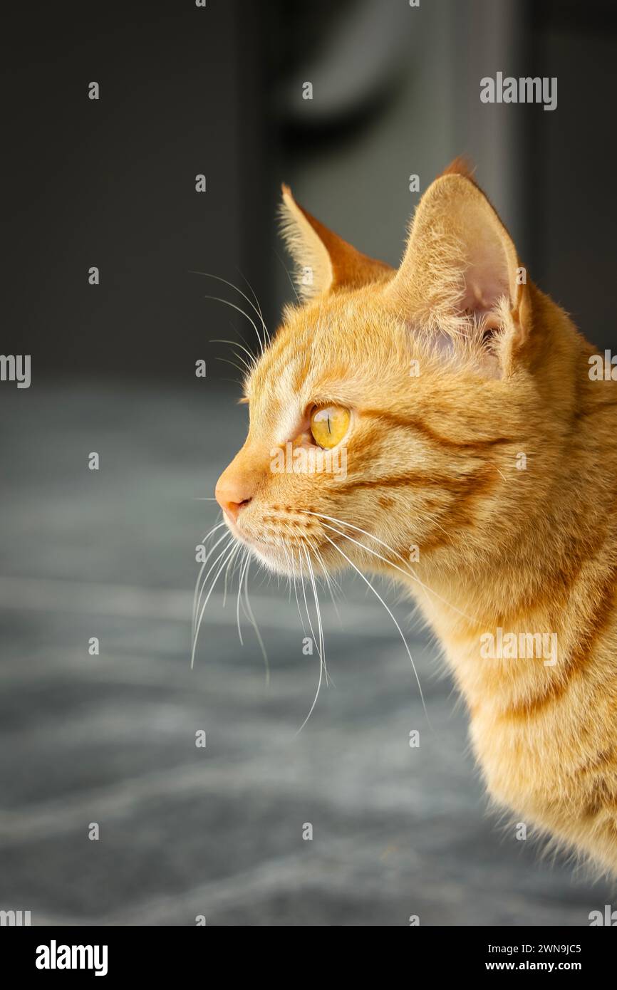 Straßenkatze isoliert in der Stadt Stockfoto