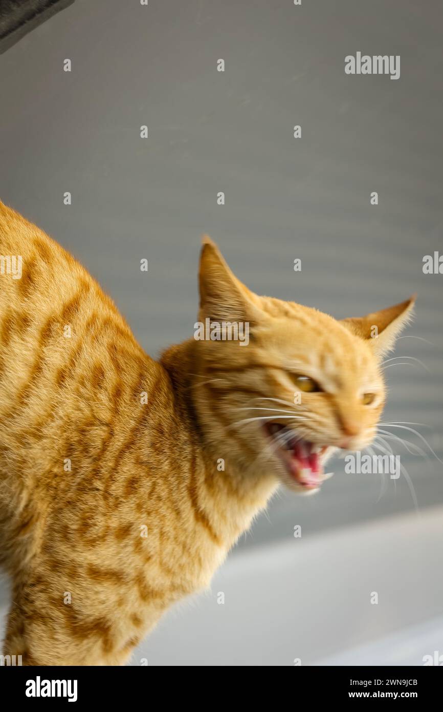 Straßenkatze isoliert in der Stadt Stockfoto