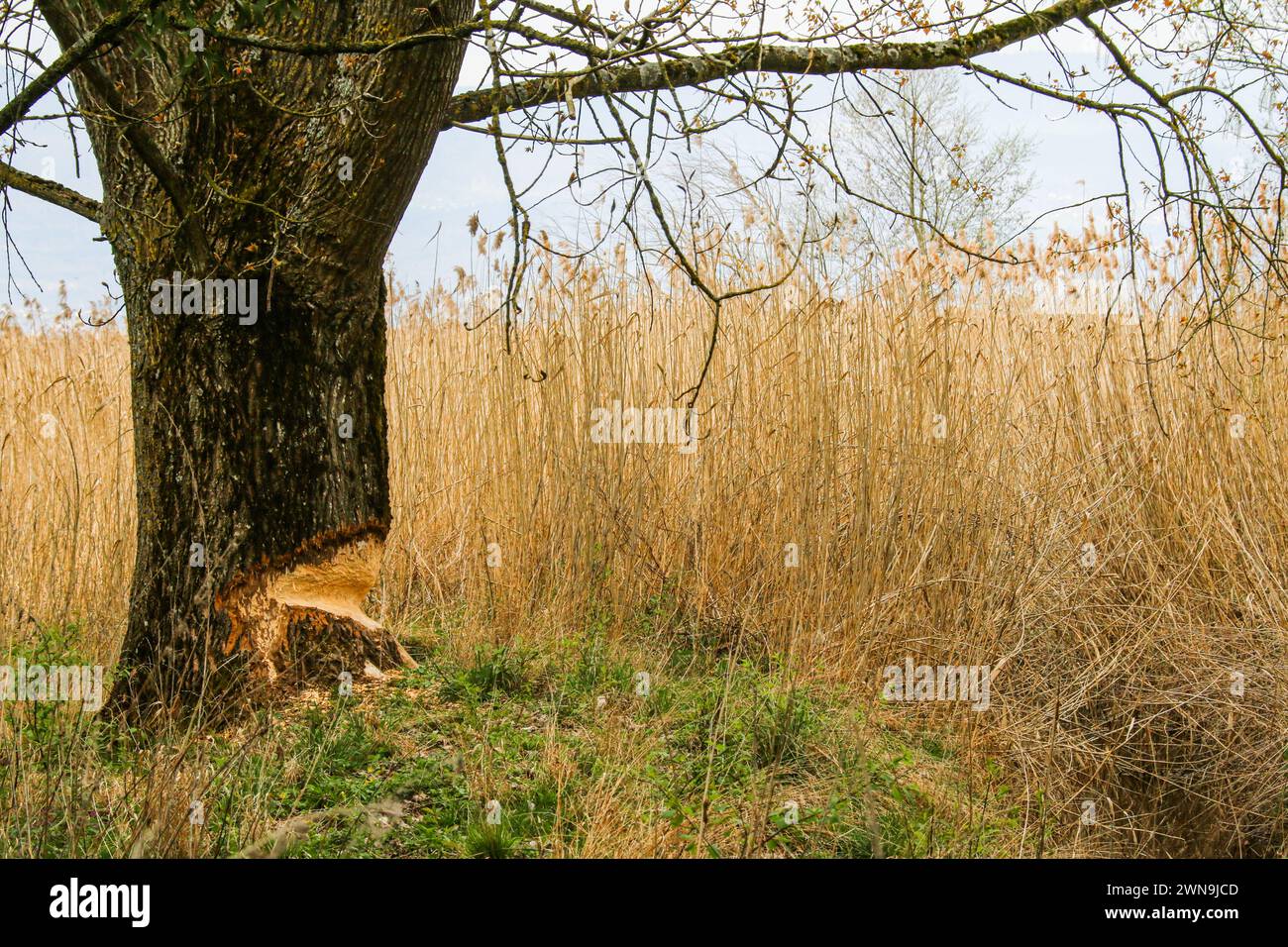 Vom europäischen Biber geschnittener Stamm im Naturschutzgebiet Grande Caricoie, See Neuchâtel, Schweiz (Castor fiber) Stockfoto