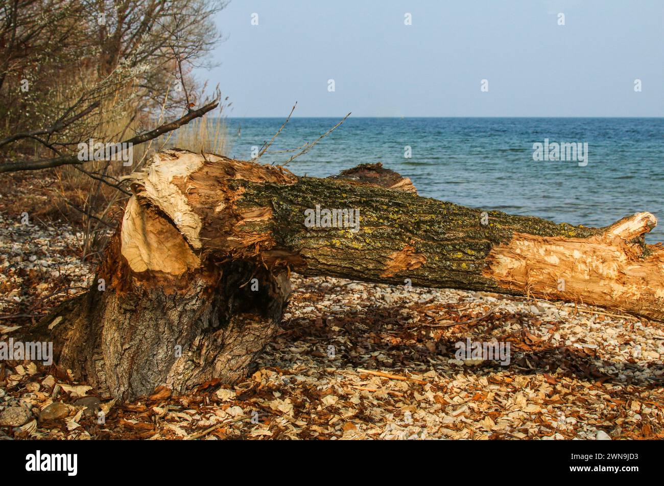Baum am Strand von europäischem Biber (Castor Fiber), Neuchâtel See, Schweiz Stockfoto