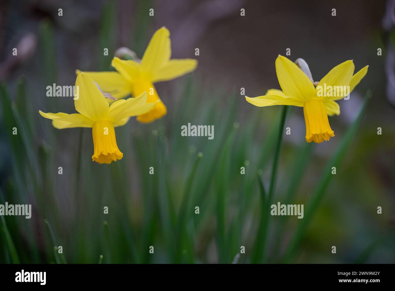 Frühlingserwachen, Deutschland, 01.03.2024, Leuchtend gelbe Narzissen erblühen im sanften Frühlingslicht. *** Frühlingserwachen , Deutschland, 01 03 2024, leuchtend gelbe Narzissen blühen im sanften Frühlingslicht Stockfoto
