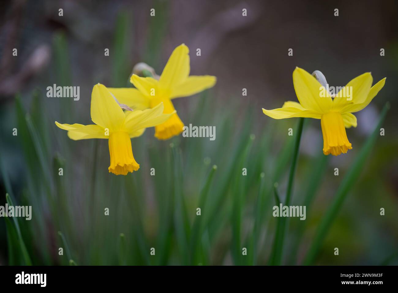 Frühlingserwachen, Deutschland, 01.03.2024, Leuchtend gelbe Narzissen erblühen im sanften Frühlingslicht. *** Frühlingserwachen , Deutschland, 01 03 2024, leuchtend gelbe Narzissen blühen im sanften Frühlingslicht Stockfoto