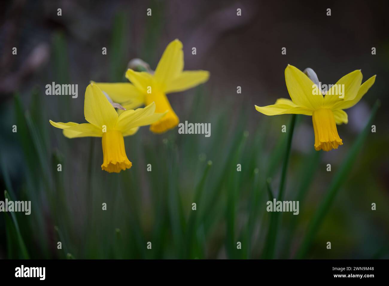 Frühlingserwachen, Deutschland, 01.03.2024, Leuchtend gelbe Narzissen erblühen im sanften Frühlingslicht. *** Frühlingserwachen , Deutschland, 01 03 2024, leuchtend gelbe Narzissen blühen im sanften Frühlingslicht Stockfoto