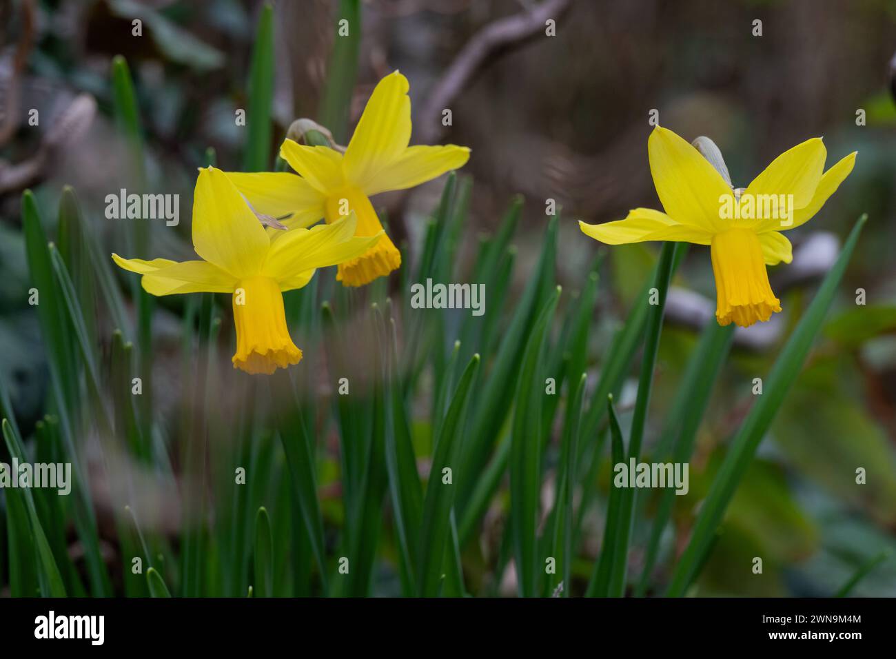 Frühlingserwachen, Deutschland, 01.03.2024, Leuchtend gelbe Narzissen erblühen im sanften Frühlingslicht. *** Frühlingserwachen , Deutschland, 01 03 2024, leuchtend gelbe Narzissen blühen im sanften Frühlingslicht Stockfoto
