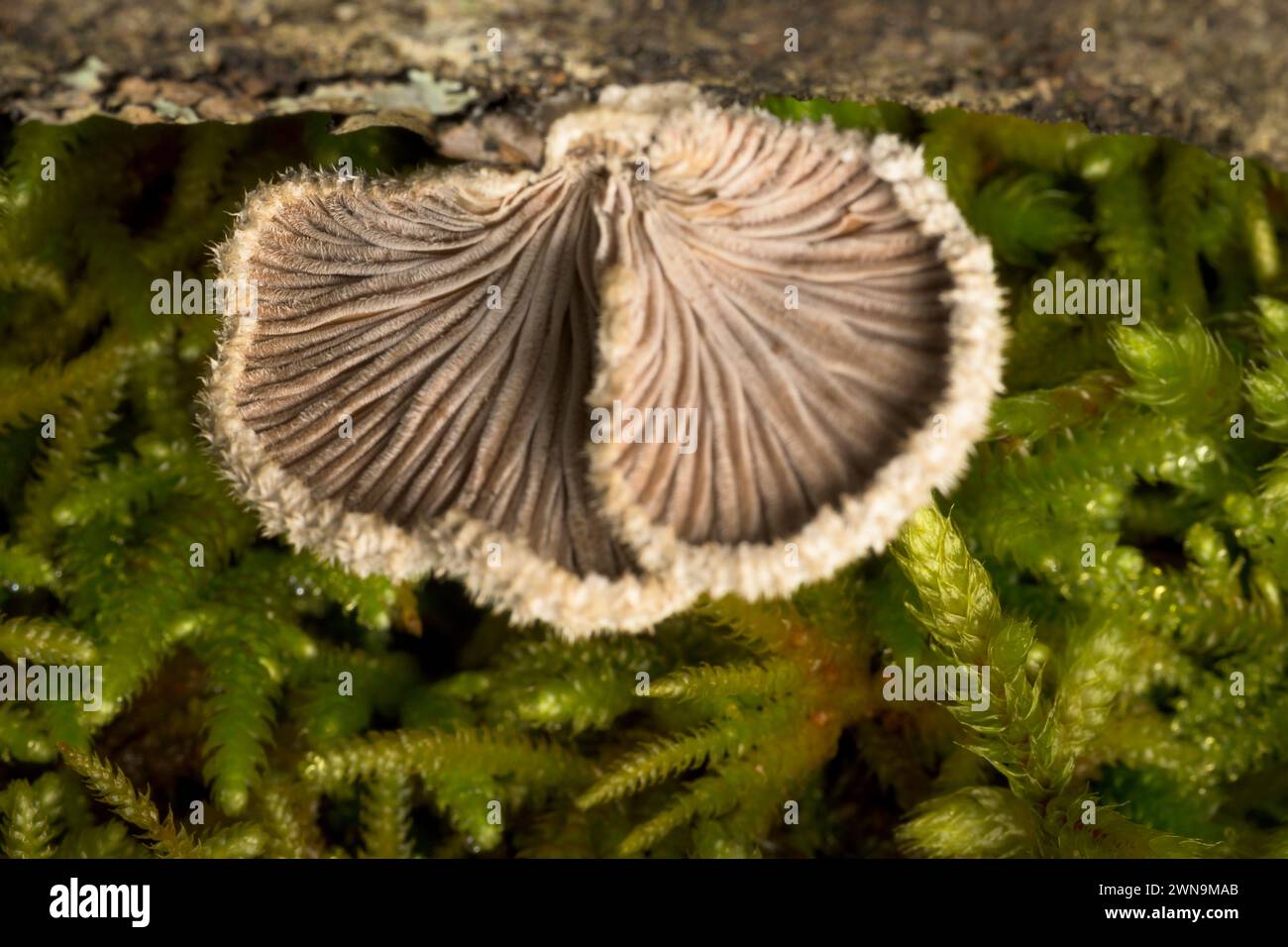 Detail der Rückseite des Pilzes Hericium erinaceus mit Haaren und Moos horizontal Stockfoto