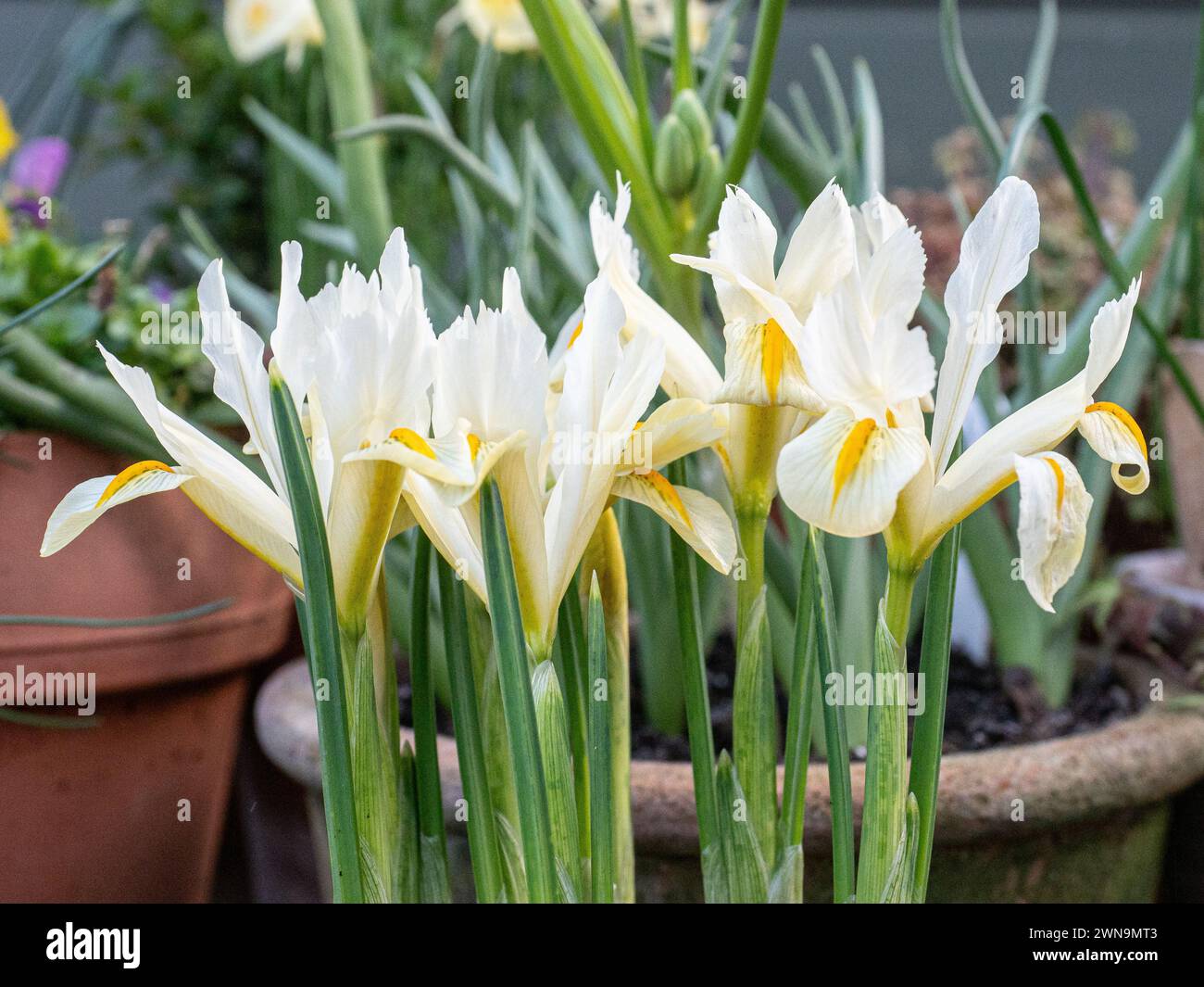 Ein Ende der blassgelben Blüten von Iris reticulata Louise Stockfoto