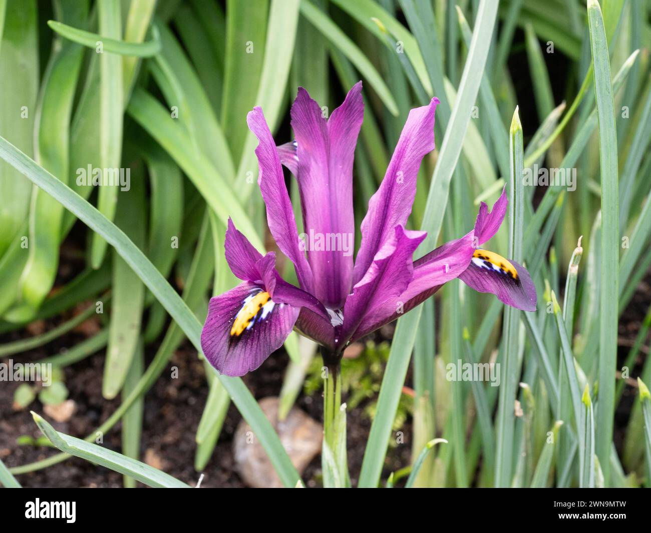 Eine einzelne tiefviolette Blume von Iris reticulata JS Dijt Stockfoto