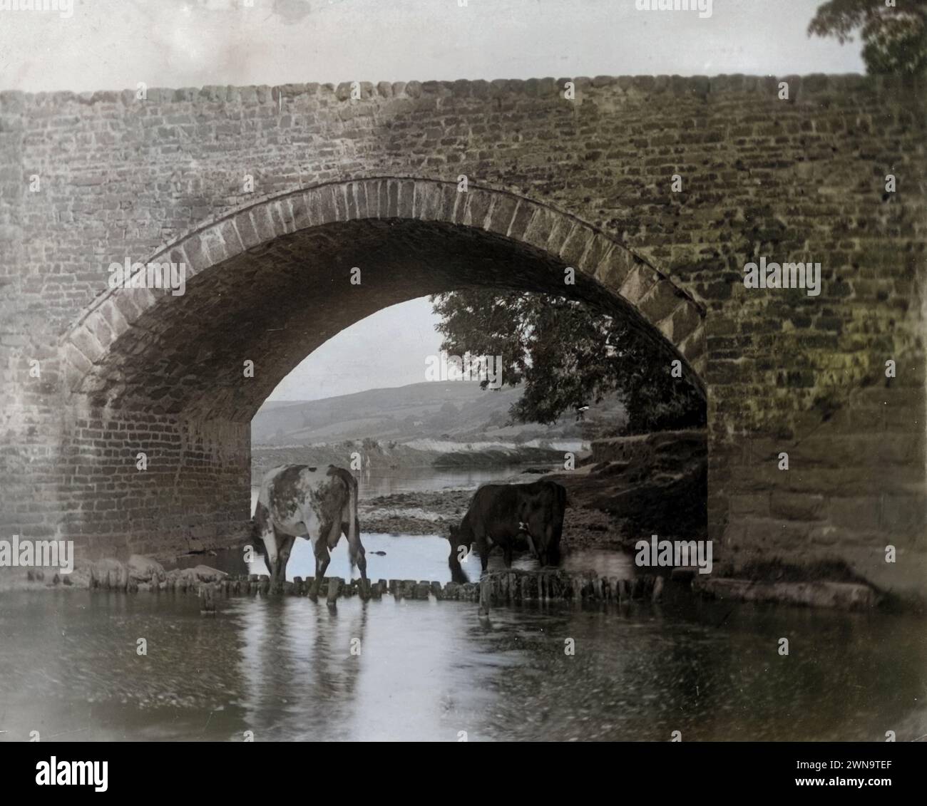 1895 Historisches Foto von Kühen in River by Bridge bei Keswick, Lake District, Cumberland, England, Großbritannien Stockfoto